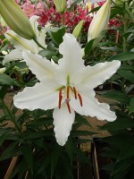 [4259 Gerona No02.JPG]